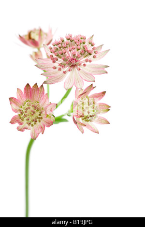 Astrantia fleurs sur fond blanc, close-up Banque D'Images