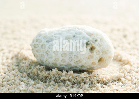 Sur le sable de corail, close-up Banque D'Images