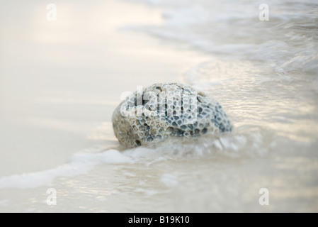 Coral et surf, close-up Banque D'Images