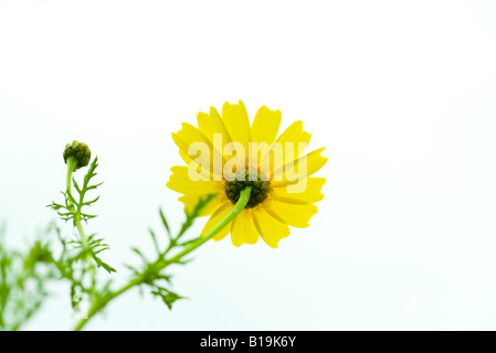 Daisy de la Couronne, low angle view Banque D'Images