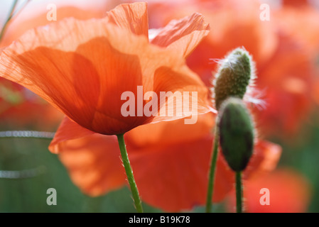 Les coquelicots rouges, close-up Banque D'Images