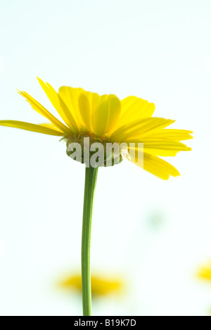 Fleur jaune, close-up Banque D'Images