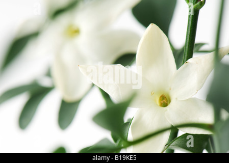 Fleurs de jasmin, close-up Banque D'Images