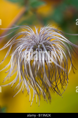 CLEMATIS X ORIENTALIS BILL MACKENZIE Banque D'Images