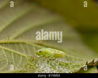 Nymphe Froghopper (Aphrophoridae) sur la face inférieure d'une feuille Banque D'Images