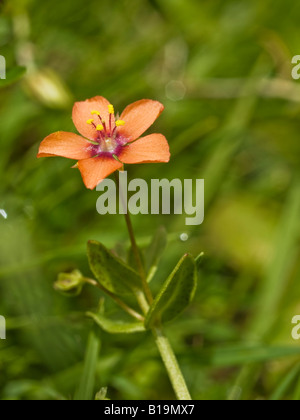 Mouron Rouge Anagallis arvensis arvensis (Primulaceae) sous-espèces Banque D'Images
