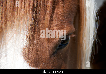 Oeil d'un cheval close up Banque D'Images