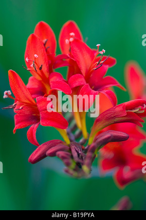 Montbretia Crocosmia Lucifer Banque D'Images