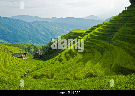 Les rizières en terrasses dans les montagnes de longi, Chine. C'est un 3 heures de bus de la ville la plus proche, Guilin. Un endroit merveilleux. Banque D'Images