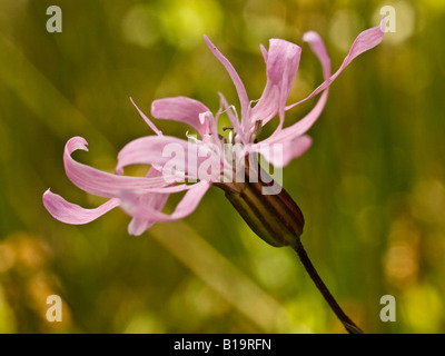 Ragged Robin Lychnis flos-cuculi (Caryophyllaceae) Banque D'Images