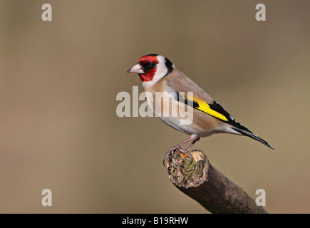 Goldfinch Carduelis carduelis perché sur une branche au soleil d'hiver Banque D'Images