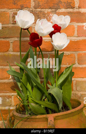 Tulipes rouges et blanches dans un pot de fleurs en argile Banque D'Images