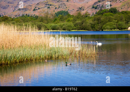 L'eau en mai l'Elter début du printemps couleurs autour de la rive des lacs, 'le Lake District' Cumbria England UK Banque D'Images