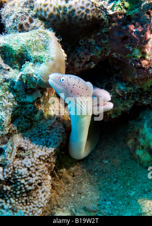 Cette paire de la murène poivrée hors pairs de leurs récifs coralliens accueil près de Hurghada dans l'égyptien de la Mer Rouge. Banque D'Images