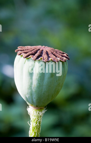 Vue de côté de la gousse d'un pavot d'orient, Papaver orientale. Banque D'Images