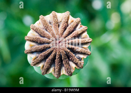 Vue de dessus de la gousse d'un pavot d'orient, Papaver orientale. Banque D'Images