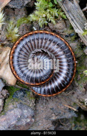 Millipede sbulosum shizophyllum sbulosum, Pays de Galles, Royaume-Uni Banque D'Images