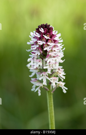 Brûlé-tip (brûlé) Orchis ustulata Orchid close-up de fleur Banque D'Images