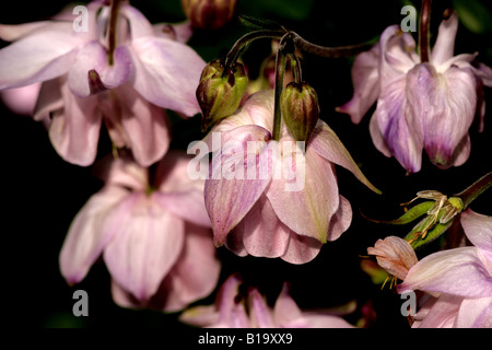 AQUILEGIA (Aquilegia vulgaris), alias Columbine ou Granny's Bonnet Banque D'Images