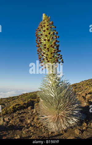 Bromo cratère plante en fleurs Parc National de Haleakala Maui Hawaii Banque D'Images