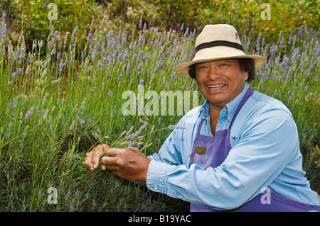 Ali i Chang propriétaire d'Ali je ferme de lavande de l'arrière à Kula Maui Hawaii Banque D'Images