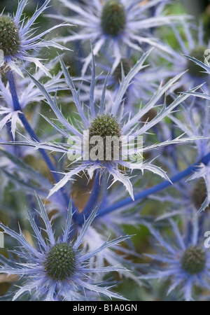 Eryngium x zabelii Ultra Forncett Banque D'Images