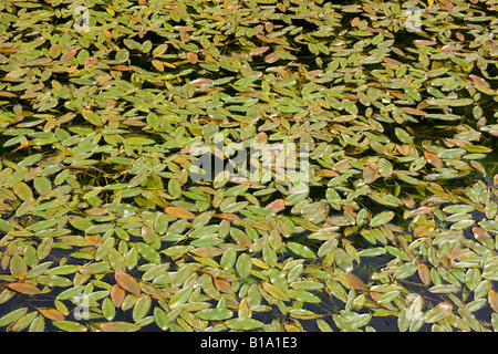 Potamot Potamogeton coloratus Fen croissant dans le canal de Cromford montrant des feuilles flottantes Banque D'Images