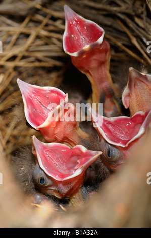 Faim cinq tortues Mainate oiseaux au nid avec bouche béante rouge pour l'alimentation en attente Banque D'Images