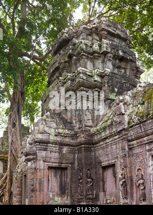 Les arbres, la végétation et les ruines, Ta Prohm temple, Angkor, Cambodge Banque D'Images