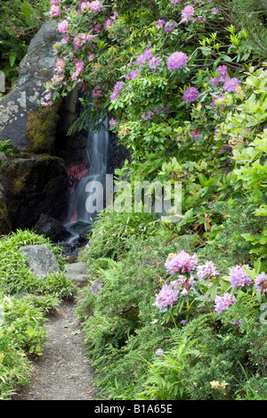 Une cascade et de rhododendrons à Seattle's Jardin Kubota. Banque D'Images