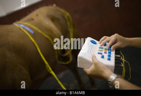 Appliquer vétérinaires electrothérapie à un cheval dans le cadre d'une séance de thérapie d'acupuncture à l'hippodrome de Sha Tin Banque D'Images