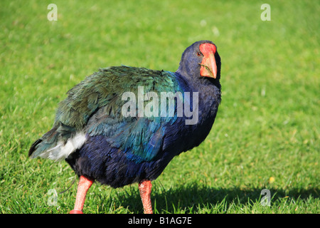 Talève takahé, un oiseau de Nouvelle-Zélande. Banque D'Images