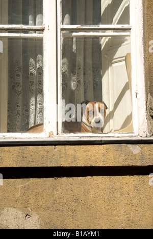 Dog looking out window Banque D'Images