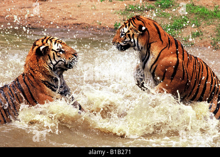 Deux tigres jouant dans l'eau Banque D'Images