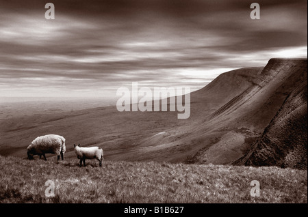 Deux moutons en haut de l'enscarpment à Llyn Y Fan Fach réservoir dans la montagne noire dans le pays de Galles Banque D'Images