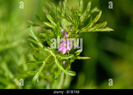 Géranium sanguin Geranium dissectum couper feuilles et fleurs feuilles distinctif Banque D'Images