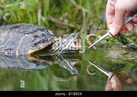 Rivière hiéroglyphique cooter obtenir de la nourriture / Pseudemys concinna hieroglyphica Banque D'Images