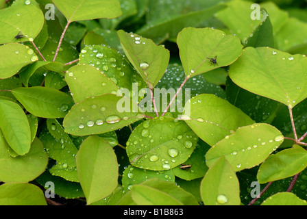 Akebia quinata vigne chocolat avec des gouttelettes de pluie tôt le matin après la douche Banque D'Images