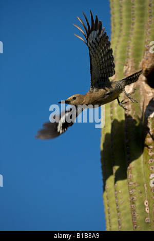 Gila Woodpecker (Melanerpes uropygialis) émergeant de nid dans Saguaro cactus - Arizona - USA Banque D'Images