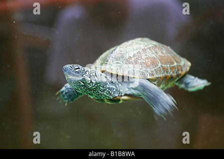 Trois chinois-keeled turtle Banque D'Images