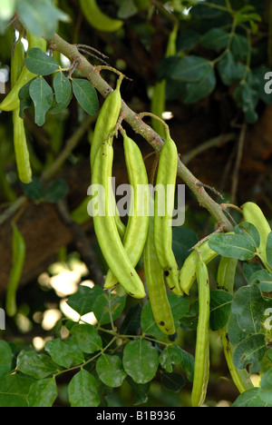 Les gousses vertes sur un caroubier Crete Banque D'Images