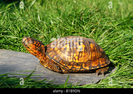 Tortue à boîte orientale (Terrapene carolina carolina). Adulte sur herbe Banque D'Images