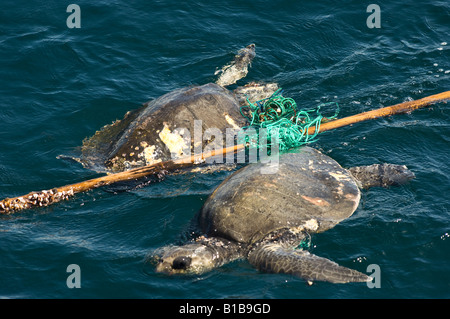 Deux tortues de mer vertes piégées dans la corde de nylon sur un bâton, îles Galapagos, Equateur Banque D'Images