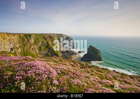 Fleurs sauvages sur la clifftops surplombant Bedruthan Steps North Cornwall, Angleterre Banque D'Images