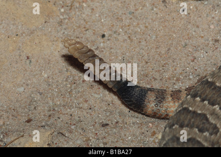 Crotale des prairies / Crotalus viridis Banque D'Images