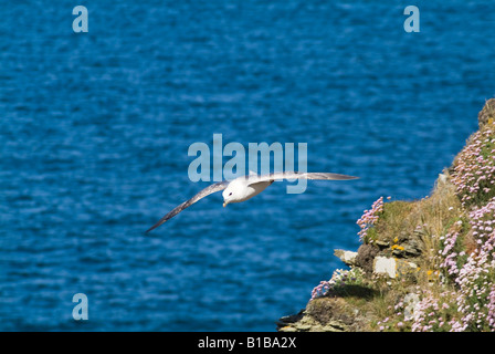 Dh Fulmar Fulmar UK Flying BIRD vol d'oiseaux de Gerpinnes (Fulmarus glacialis) Orkney Ecosse Banque D'Images