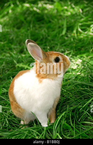 Mignon lapin de pâques assis sur l'herbe verte à l'extérieur Banque D'Images