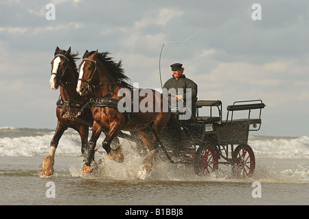 Shire Horse, équipe de deux tirant un entraîneur dans le surf. Allemagne Banque D'Images