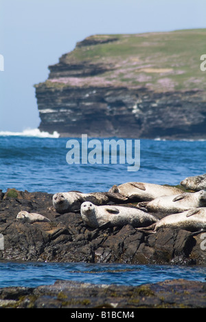 dh Phoca vitulina SEAL ORKNEY uk Common Seal baiser sur la roche Birsay Orkney rocs phoques colonie Écosse faune marine port Banque D'Images