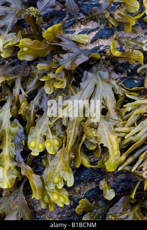 Exposés d'algues à marée basse Duckpool Angleterre Cornwall Banque D'Images